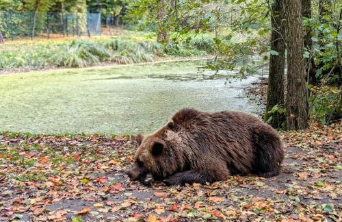 Tiny House WaldSEEle - Foto 23
