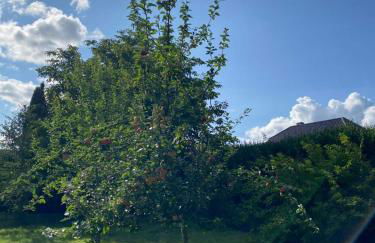 Ferienwohnungen Burgstraße 8 - Foto 23