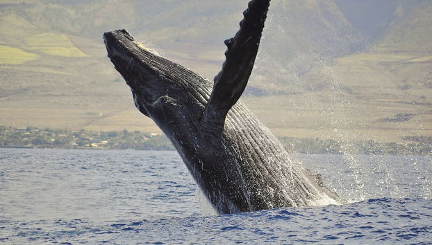 Valley Isle 208 - Foto 3, Exterior