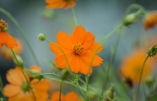 IRIS' Garden Retreat - Foto 64