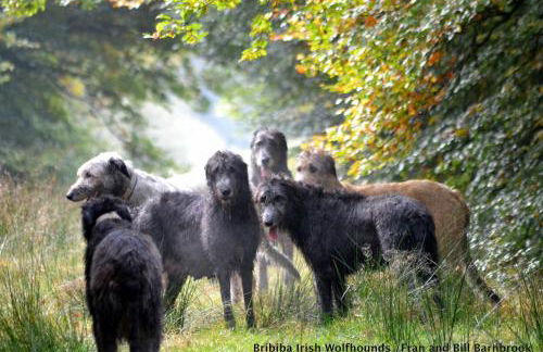 Bumble’s Barn - Foto 24