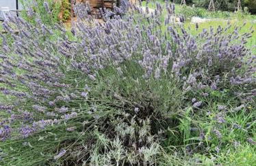 Charmant studio dans maison d'hôte dans un écrin de verdure - Foto 9