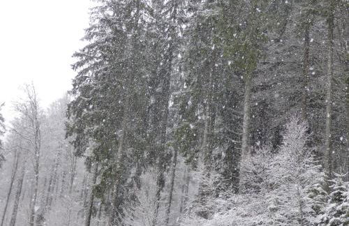 Ferienwohnung Seeblick Nr 1 ,Feldberg Bärental - Foto 26