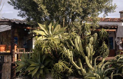 João Jungle - Foto 16