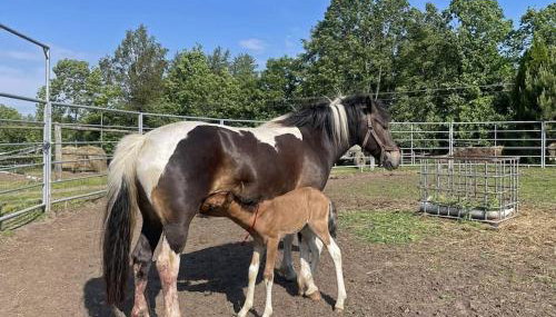 Agroturystyka Kociołek - Foto 3