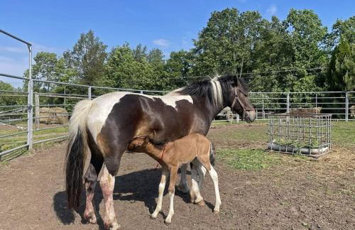 Agroturystyka Kociołek - Foto 3