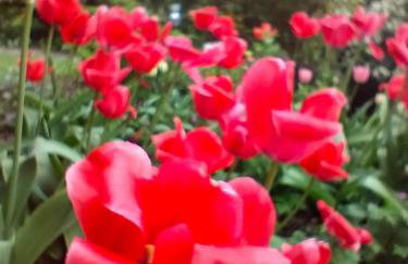 Bischou, soyez chez vous ! - Foto 23