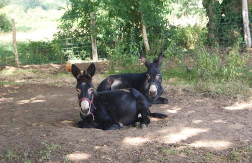 Maison prés du Circuit 24H du Mans - Photo 25