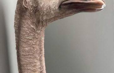 Glenesk No 1 , Woodhall Spa - Foto 37