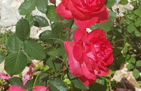 Villa Maria PF - Foto 20