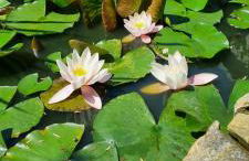 Ferienwohnung Raabsteine - Foto 19