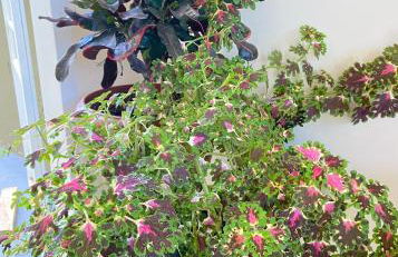 Hotel Alameda Bauru - Foto 38