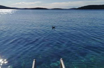 Apartment Goga Sevid - Foto 32