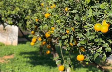 The Chill Casa - Foto 4