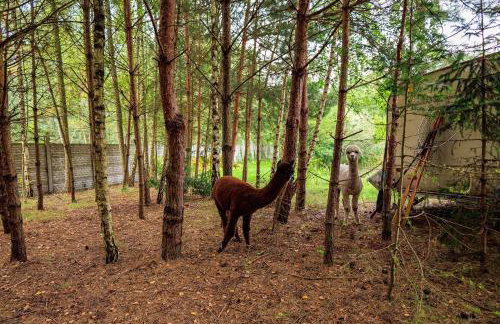 Zielona Zagroda Agnieszka Połeć - Foto 32