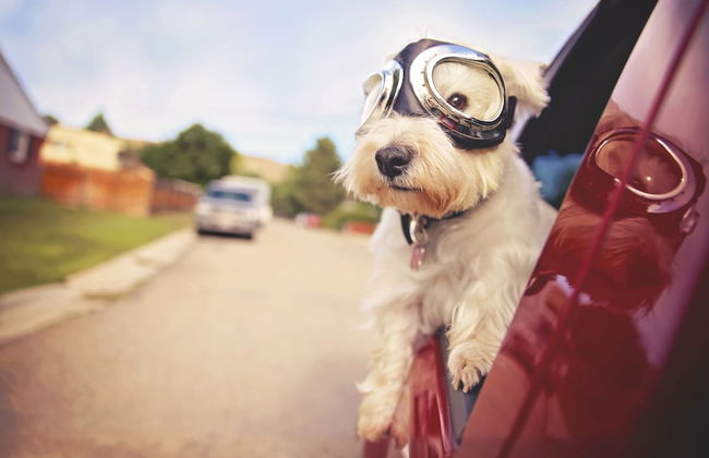 Hakuba Powder Mountain - Foto 65