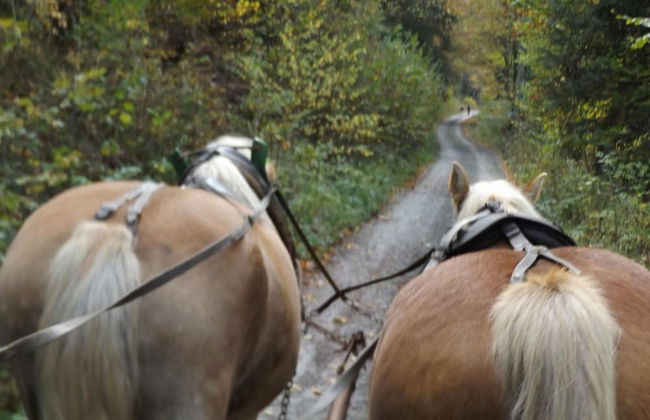 Pension & Ferienwohnung Schweinsberg - Foto 42