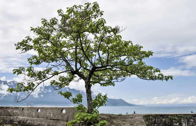 Duck House - Foto 31