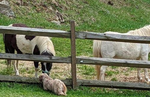 Airstream at a Petting Zoo w/ Hot Tub - Foto 5