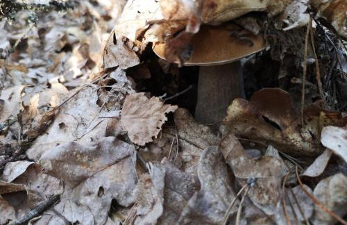 Agroturystyka PLENER - Foto 48