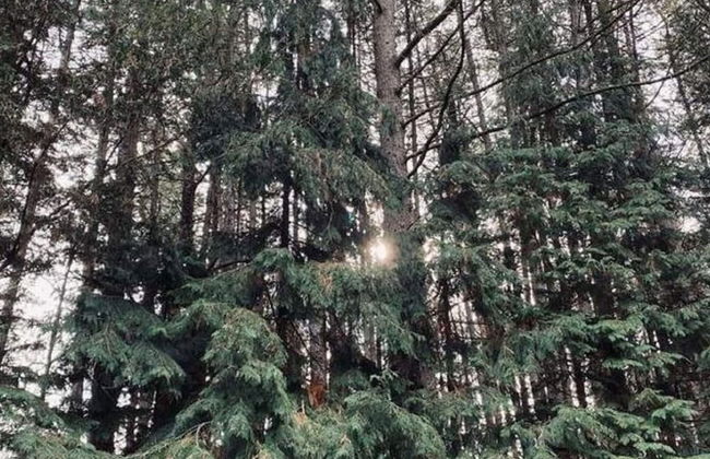 Peaceful Chalet Retreat - Foto 23