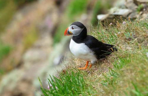 Voortrekker Shetland Holiday Apartments - Foto 17