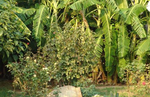 Akroyali Hotel & Villas - Foto 68