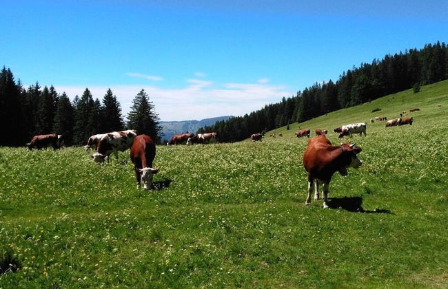 Holiday Apartment Tannenblick - Foto 7