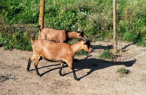 Aldeia da Quinta do Paço - Turismo rural Santo Tirso - Foto 76