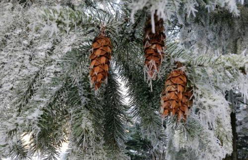 Landhaus Haid - Foto 10