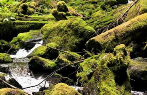 Woodstone Cabin - Foto 50