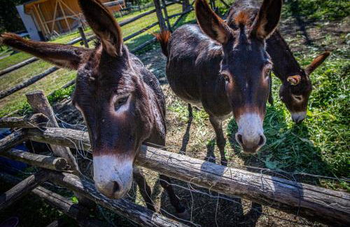 Bosc del Meneghì - Foto 20