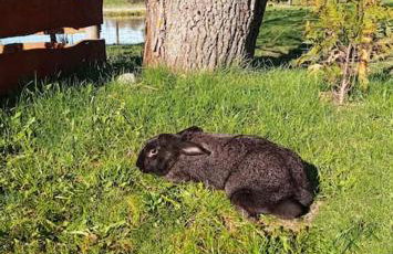 Brzozowa Polana - Foto 55