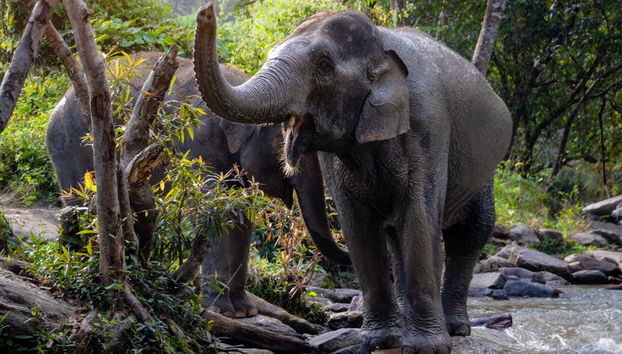 Elefantes caminhando pelo santuário de Koh Samui