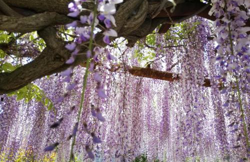 Apartments Renata - Brseč - Foto 52