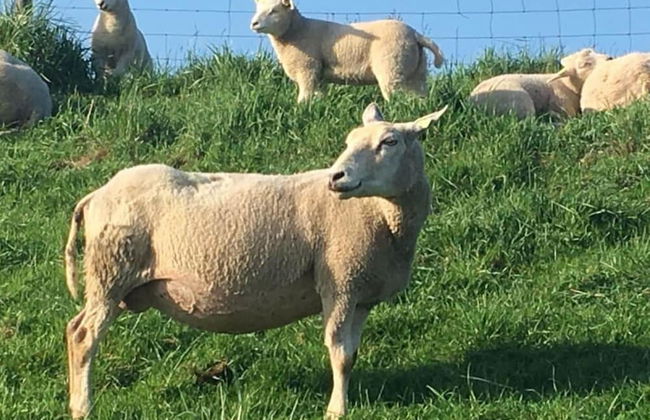 Holiday Home for the Kuckelkorn Family - Photo 12