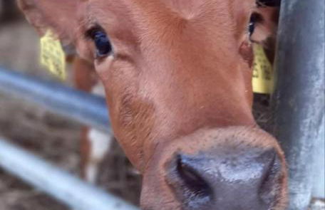 Ferienhof Broger FeWo Bergblickle mit Pool - Foto 41