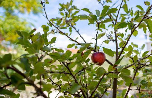 Apartmani Milena - Foto 56