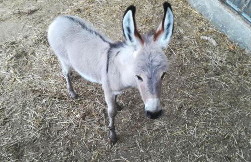 Agriturismo Torrevecchia - Foto 51