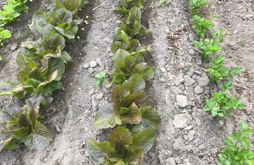 Agriturismo a casa di Susanna - Foto 69