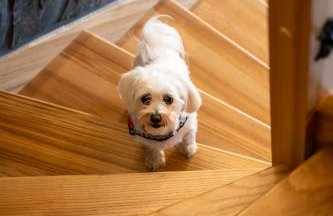 Buńdowe Wzgórze domki na wynajem - Foto 45