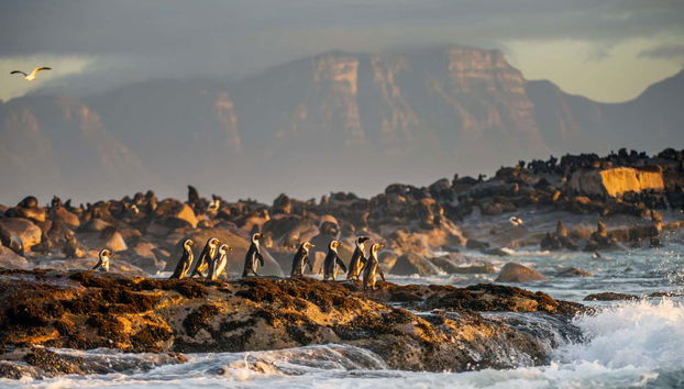 Baño con tiburones en False Bay - Foto 5, Pingüinos en False Bay