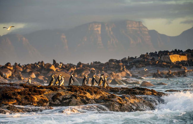 Nadar com tubarões em False Bay - Foto 6