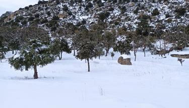 La Consentida - Foto 3