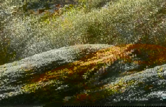 Agriturismo Renzano Garden Apartments - Foto 21