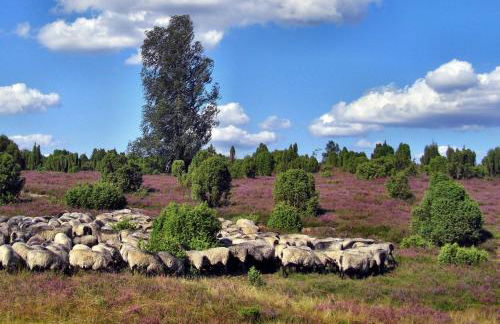 Ferienwohnung Heideschwedin - Foto 21
