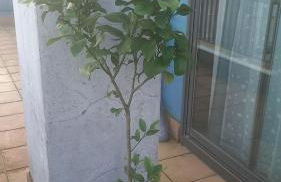 ÁTICO 2 terrazas LEMASALUD - Foto 5