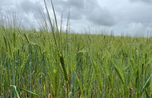 Waldweg 33 - Foto 13