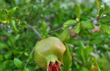 Malinsummer Apartments - Foto 52