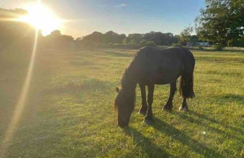 The Paddocks - Photo 6